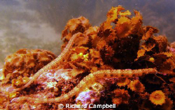 be my valentine..Sealife DC1000... by Richard Campbell 
